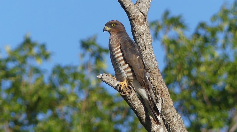 African Cuckoo-Hawk