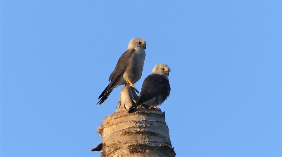 Dickinson's Kestrel