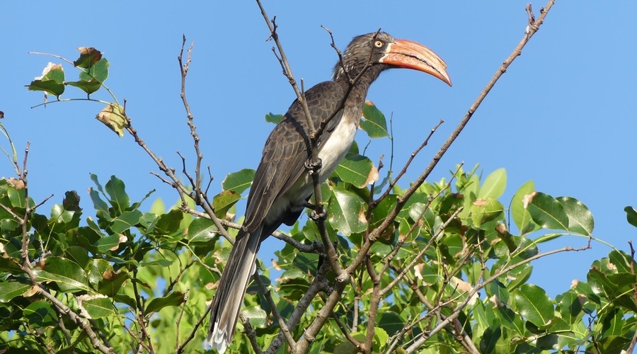 Crown hornbill