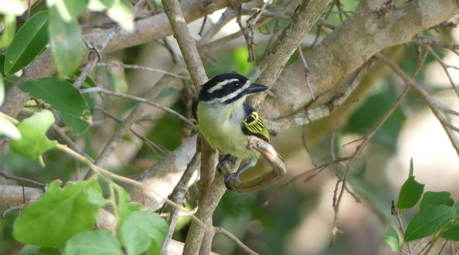 Yellow-rumped Tinkerbird 