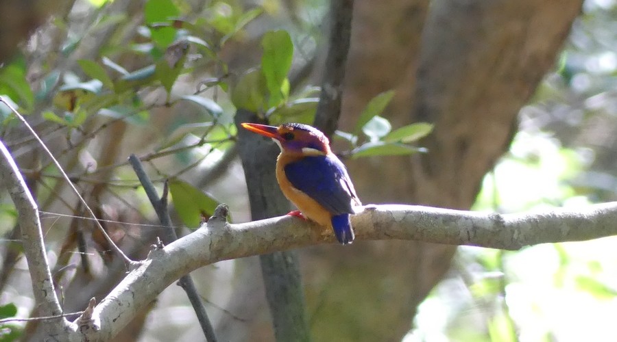 African  Pygmy Kingfisher 