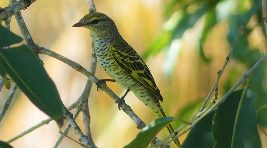 Black Cuckooshrike