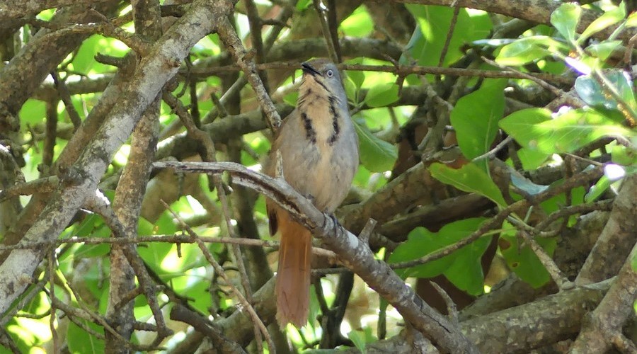 Collared Palm Thrush