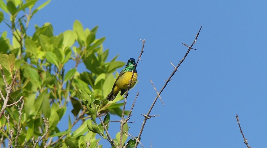 Collared Sunbird