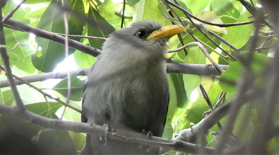Green Malkoha
