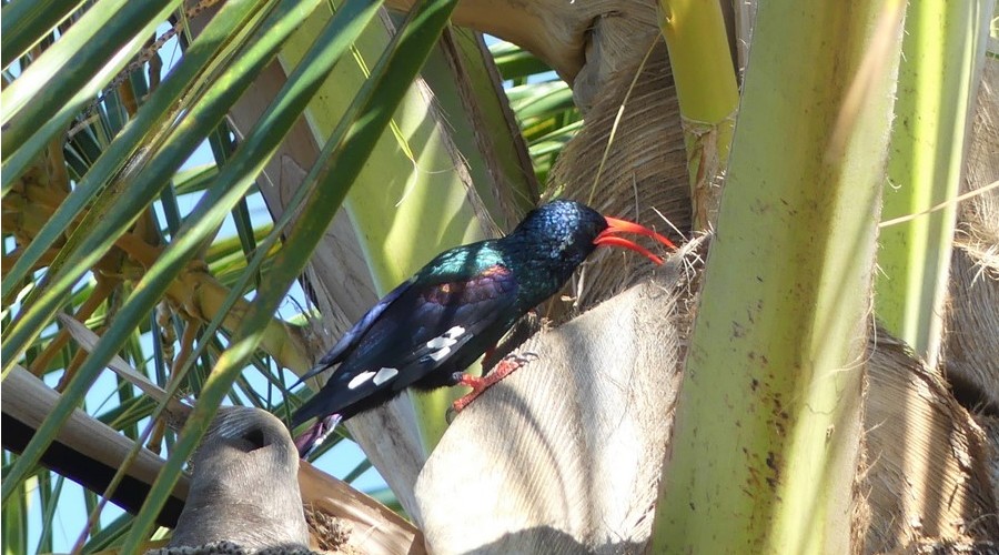 Green Wood Hoopoe