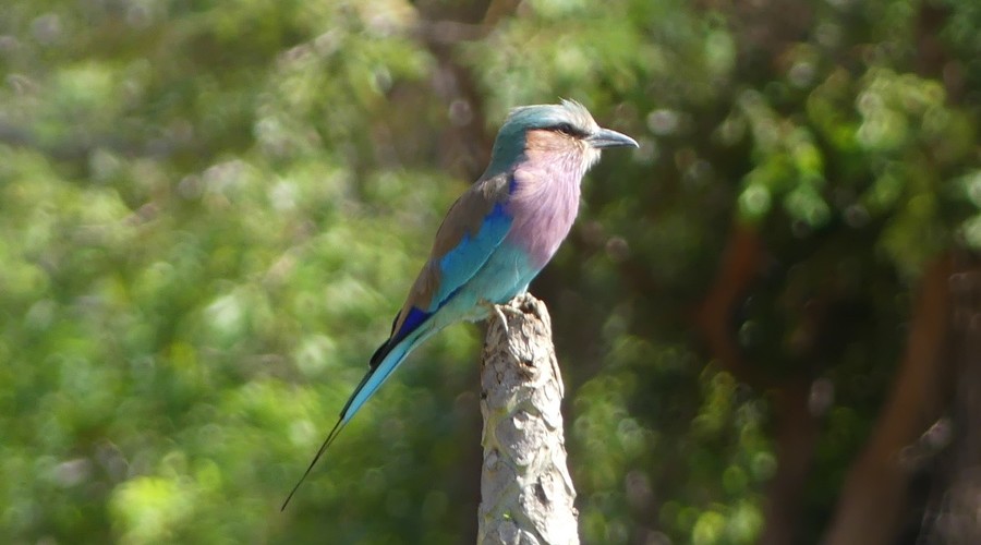 Lilac Breasted Roller
