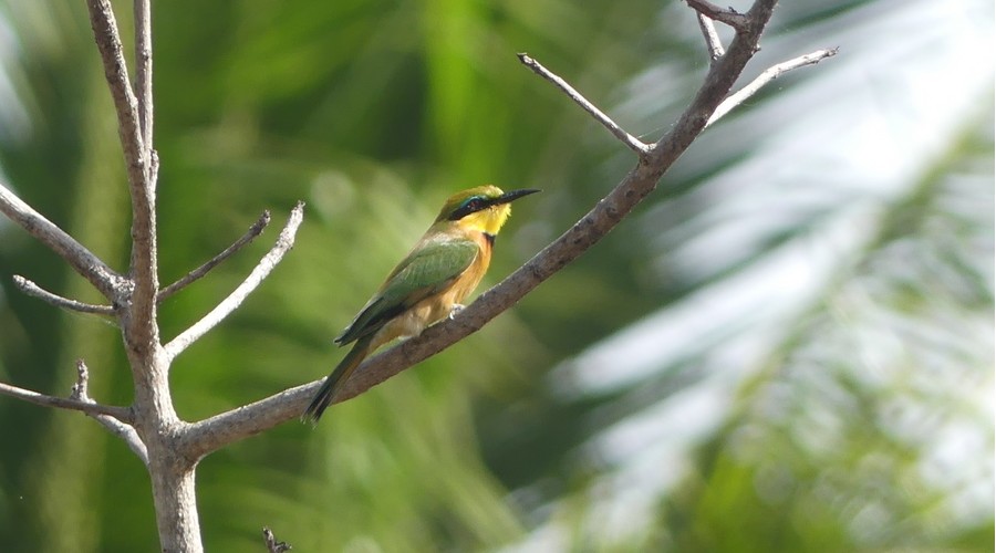 Little Bee eater