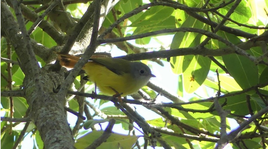 Livingstone’s Flycatcher