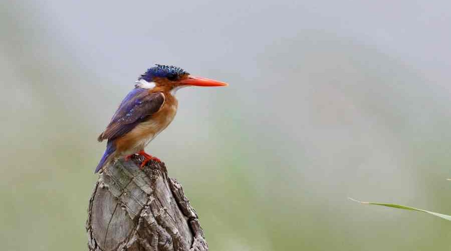 Malachite Kingfisher