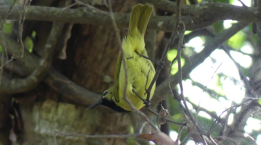 Plain-backed Sunbird 