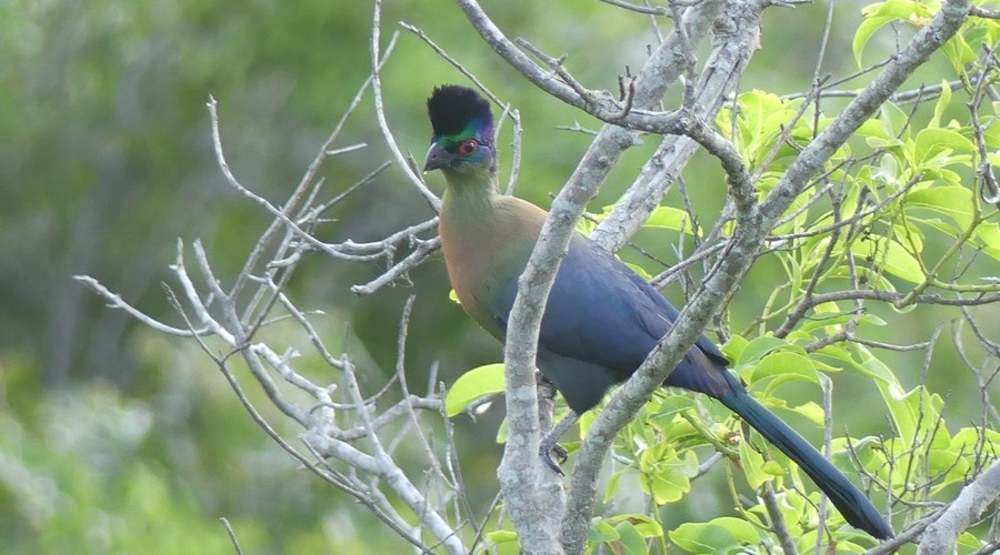 Purple crested turaco