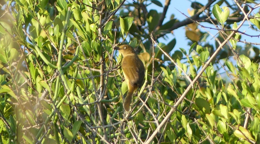 Sombre Greenbul