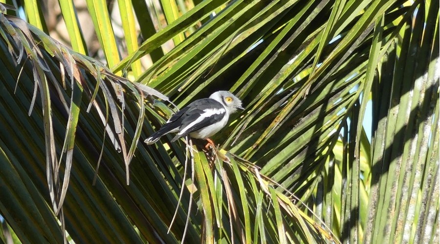 White-crested Helmetshrike