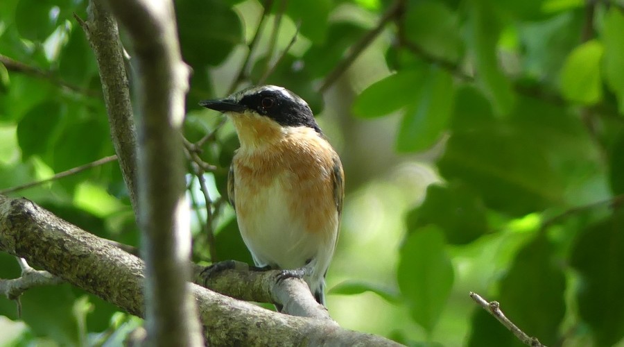 Woodwards Batis Female
