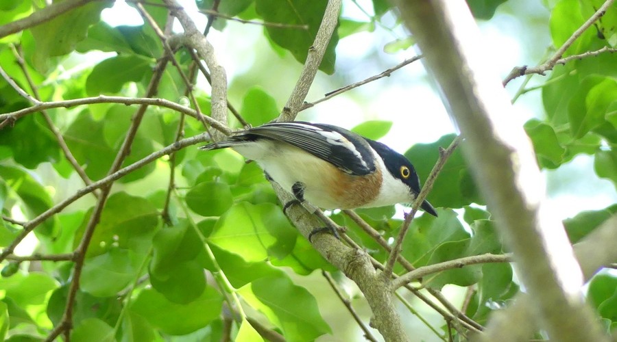 Woodwards Batis Male