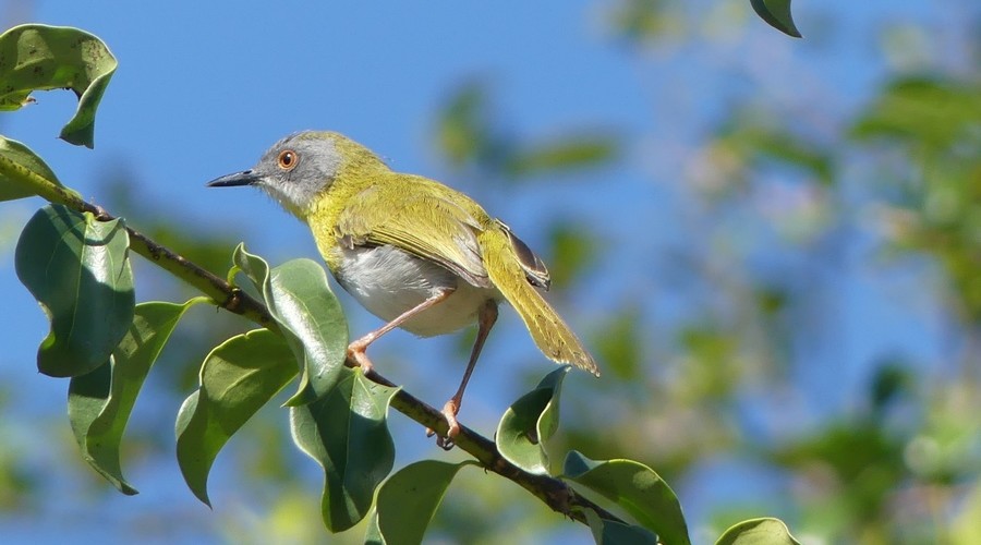 Yellow-breasted Apalis