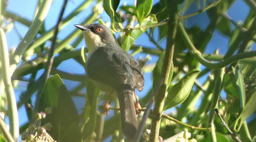 Black-headed Apalis
