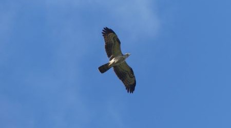 European HOney Buzzard