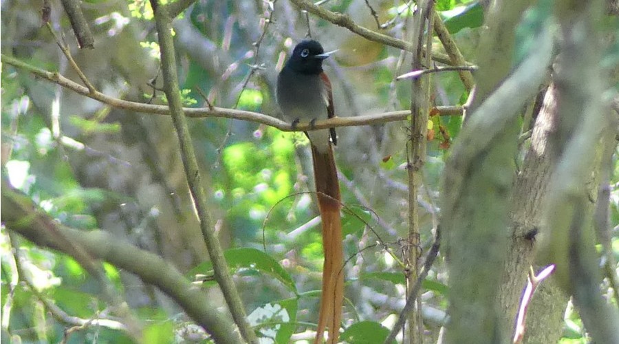 Paradise Flycatcher