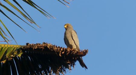 Sooty Falcon