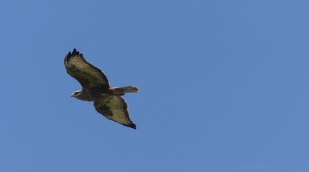 Steppe Buzzard