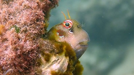 Antennablennius bifilum or horned rockskipper