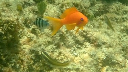 Nemanthias carberryi or Threadfin goldie
