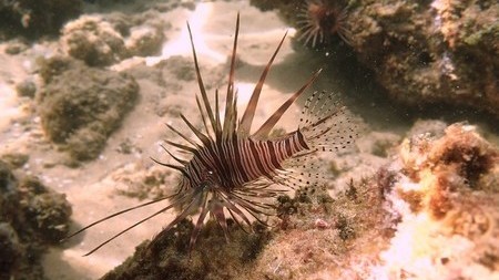 Pterois miles or lionfish