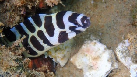 Gymnothorax or Moray