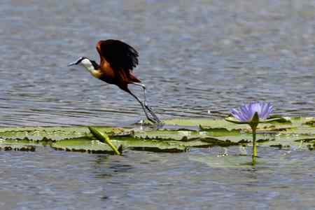 African Jacana