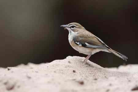 Brown scrub Robin