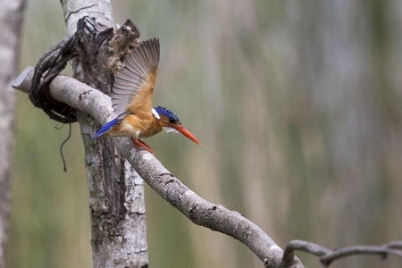 Malachite king fisher