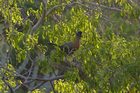 Purple crested turaco